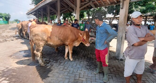 
					MEREBAK: Virus PMK di Kota Probolinggo kembali merebak dengan 14 kasus per akhir Januari 2025. (foto: Hafiz Rozani)
