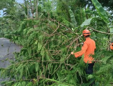 Pohon tumbang di sekitar tiang listrik PLN.