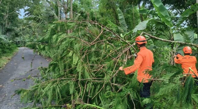 Pohon tumbang di sekitar tiang listrik PLN.