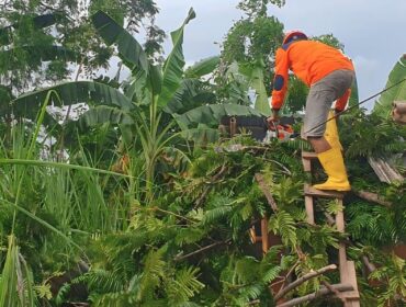 Pohon tumbang akibat angin kencang di Lumajang.
