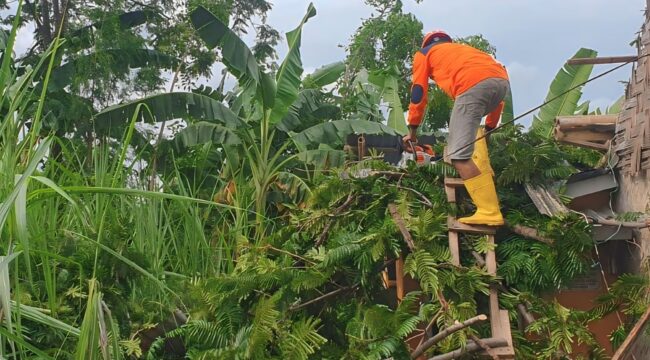 Pohon tumbang akibat angin kencang di Lumajang.
