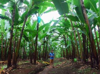 Kebun pisang mas kirana lumajang