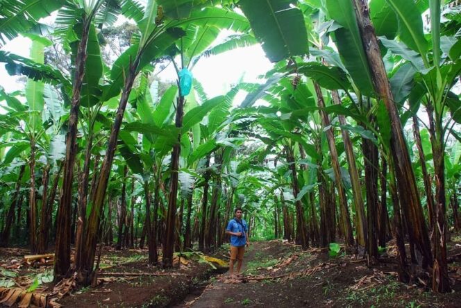 
					Kebun pisang mas kirana lumajang