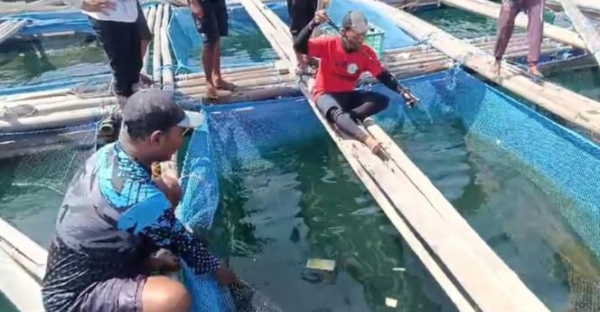 
					PANEN: Proses panen Ikan Kerapu di salah satu keramba milik warga Pulau Gili Ketapang, Kab. Probolinggo. (foto: Hafiz Rozani).
