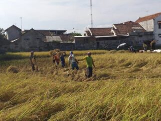 PANEN: Proses panen gabah di sawah petani di Desa Sumurdalam, Kecamatan Besuk, Kabupaten Probolinggo. (foto: Ali Ya'lu).