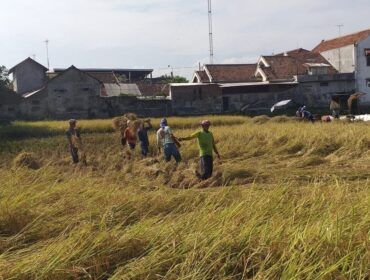 PANEN: Proses panen gabah di sawah petani di Desa Sumurdalam, Kecamatan Besuk, Kabupaten Probolinggo. (foto: Ali Ya'lu).