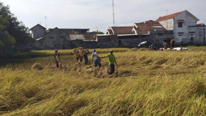 
					PANEN: Proses panen gabah di sawah petani di Desa Sumurdalam, Kecamatan Besuk, Kabupaten Probolinggo. (foto: Ali Ya'lu).