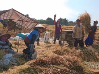 PANEN: Sejumlah petani di wilayah Jember tengah panen padi secara tradisional di sawah. (foto: istimewa)