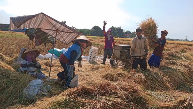 
					PANEN: Sejumlah petani di wilayah Jember tengah panen padi secara tradisional di sawah. (foto: istimewa)