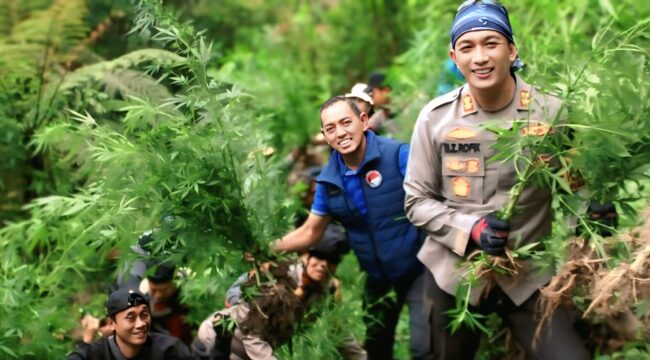 Polres Lumajang saat menyisir ladang ganja diblereng Semeru, Taman Nasional Bromo Tengger Semeru (TNBTS). 
