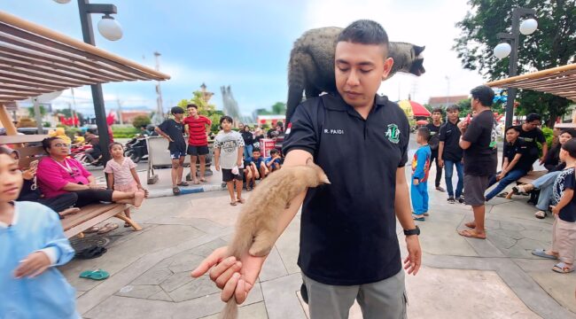 PECINTA HEWAN: Wakil ketua Animal Loverz Probolinggo, Ribut Faidi, saat menggendong berang-berang dan musang Bali di area  Bundaran Gladak Serang. (foto: Hafiz Rozani)