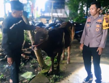 DITEMUKAN: Anggota Polsek Sukapura, Polres Probolinggo, bersama sapi milik Hanina yang berhasil ditemukan pasca dicuri maling. (foto: Istimewa)