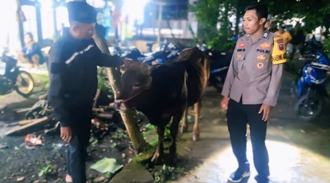 DITEMUKAN: Anggota Polsek Sukapura, Polres Probolinggo, bersama sapi milik Hanina yang berhasil ditemukan pasca dicuri maling. (foto: Istimewa)