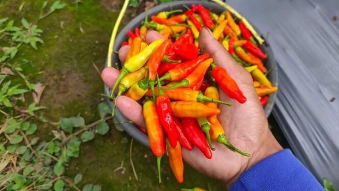 
					MAHAL: Cabai rawit merah hasil panen petani di Desa/Kecamatan Randuagung, Kabupaten Lumajang, nyaris terjual Rp80 ribu/kg. (foto: Asmadi).