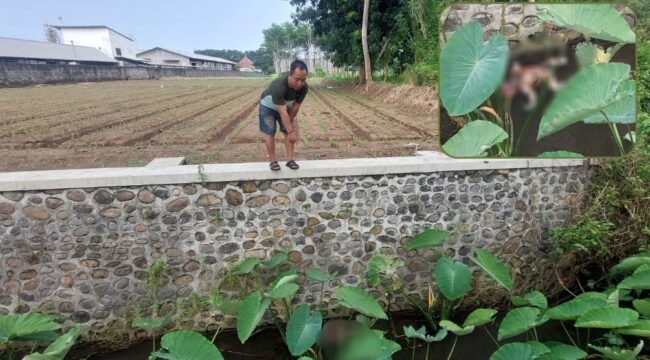 HEBOH! Warga menunjukkan lokasi penemuan jasad bayi di sungai Kelurahan Pilang, Kec. Kademangan, Kota Probolinggo. Insert: Jasad bayi saat ditemukan. (foto: Hafiz Rozani)