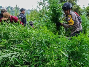 Polres Lumajang temukan ladang ganja di kawasan TNBS (Istimewa).