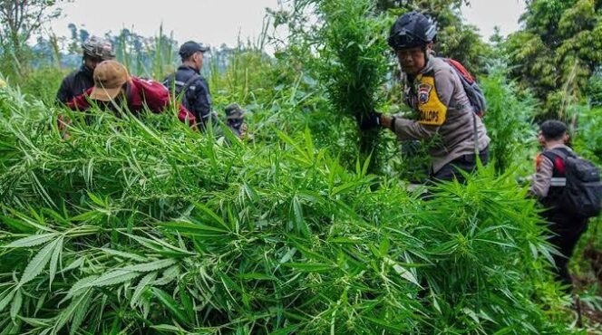 
					Polres Lumajang temukan ladang ganja di kawasan TNBS (Istimewa).